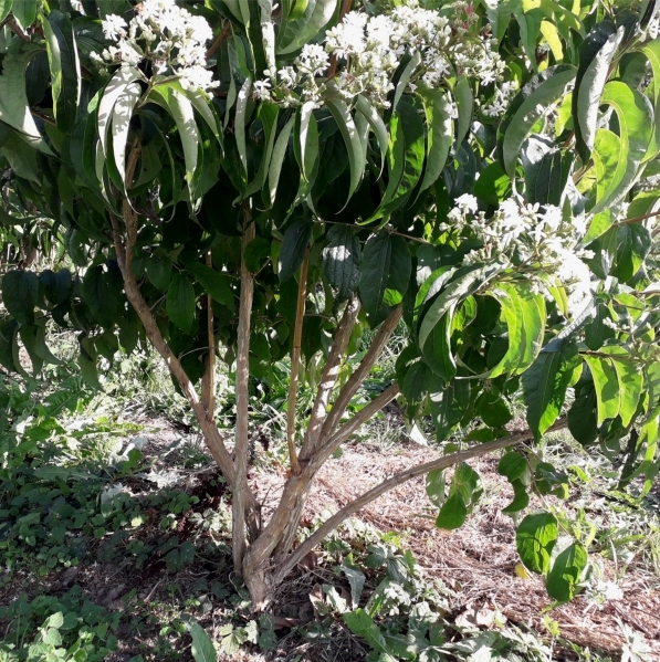 Heptacodion de Chine, Fleur des 7 fils de Zhejiang