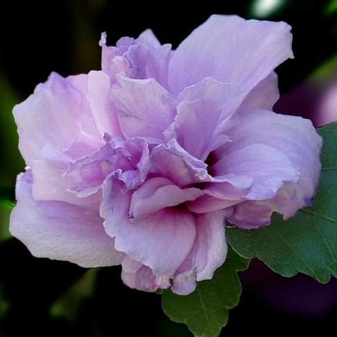 Althéa Ardens, Rose de Chine Ardens, Ketmie Ardens