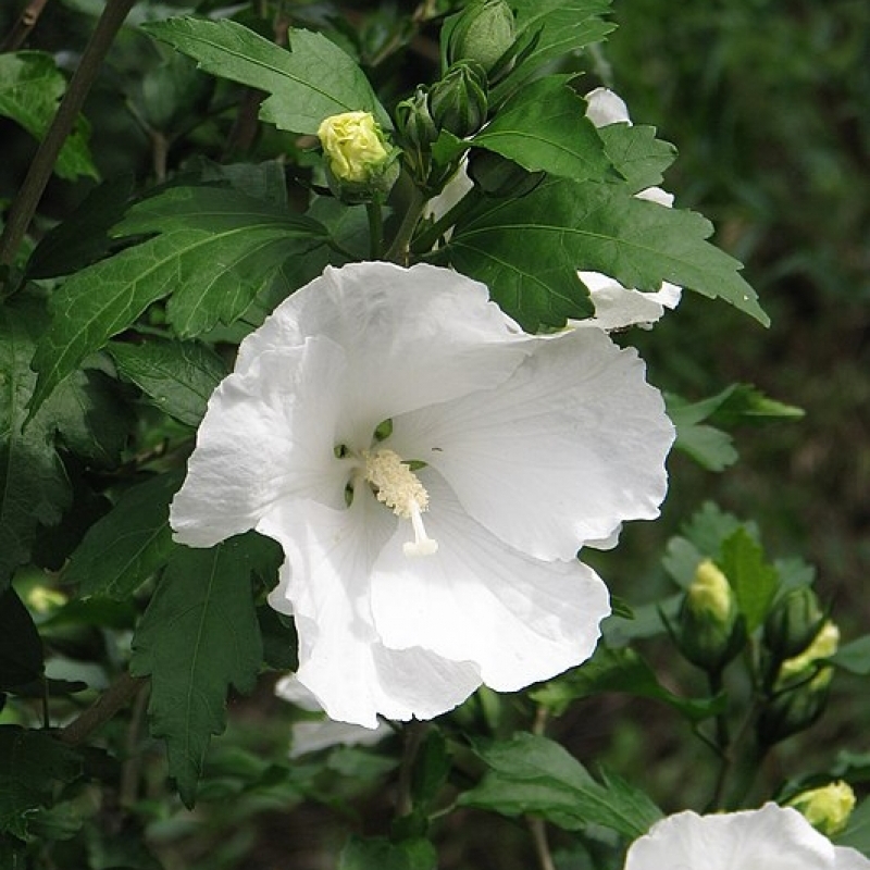 Althéa Diana, Rose de Chine Diana, Ketmie Diana