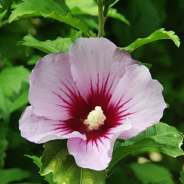 Althéa Hamabo, Rose de Chine Hamabo, Ketmie Hamabo