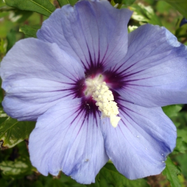 Althéa Oiseau Bleu, Rose de Chine Oiseau Bleu, Ketmie Oiseau Bleu