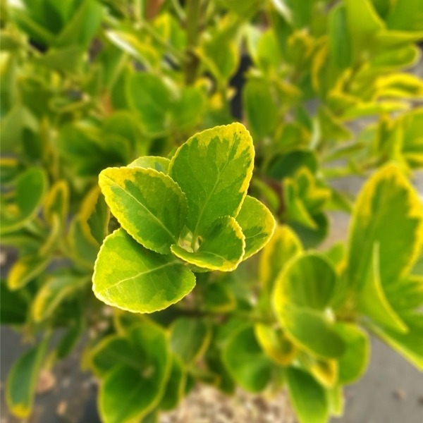 Fusain du Japon doré