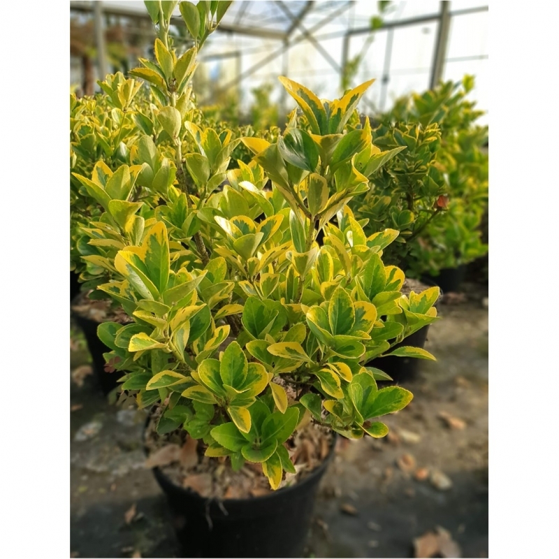 Fusain du Japon doré