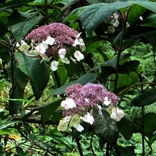 Hortensia aspera Sargentiana