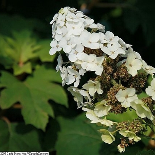 Hortensia à feuilles de chêne Snow Queen ®