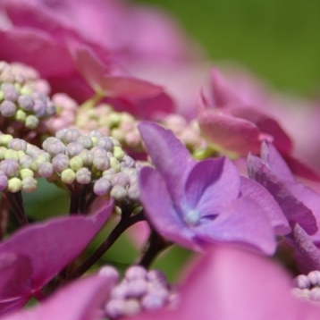 Hortensia des montagnes du Japon Graciosa