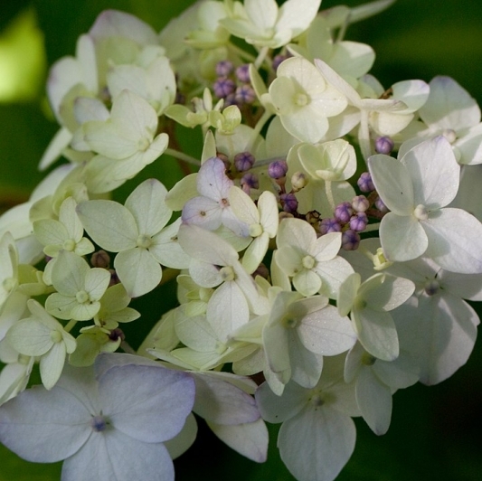 Hortensia des montagnes du Japon Maiko