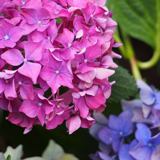 Hortensia à grandes feuilles Alpenglühen