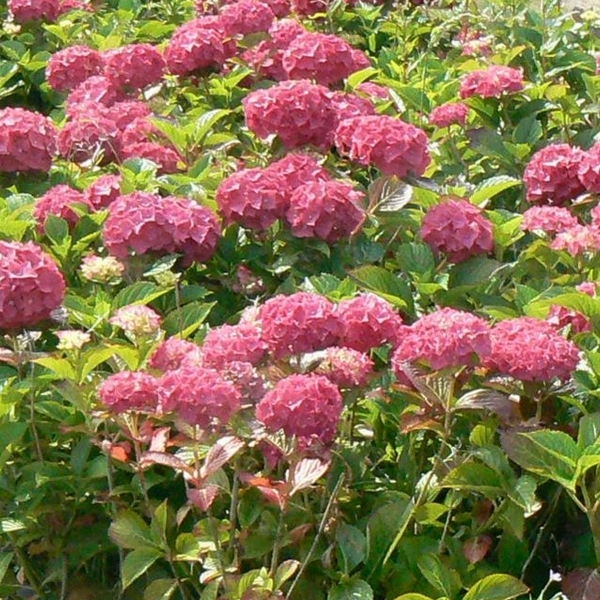 Hortensia à grandes feuilles Alpenglühen