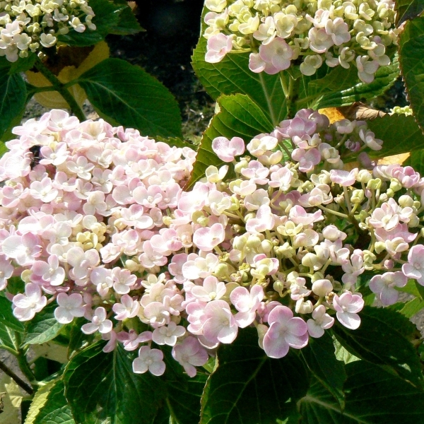 Hortensia à grandes feuilles Ayesha