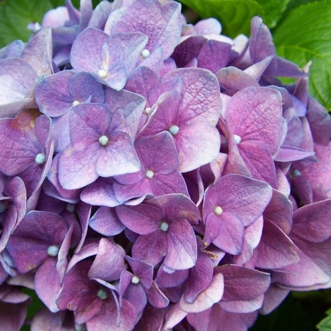 Hortensia à grandes feuilles Europa