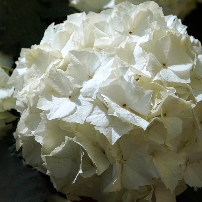 Hortensia à grandes feuilles Madame Emile Mouillère