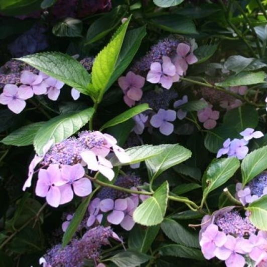 Hortensia à grandes feuilles Mariesii