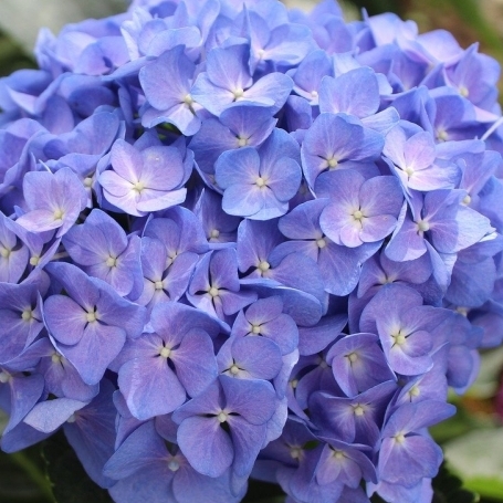 Hortensia à grandes feuilles Nigra