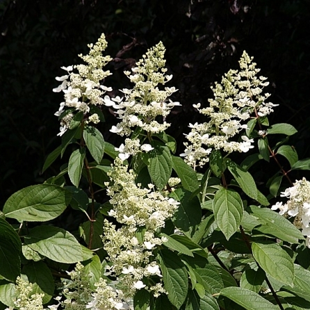 Hortensia paniculé Praecox