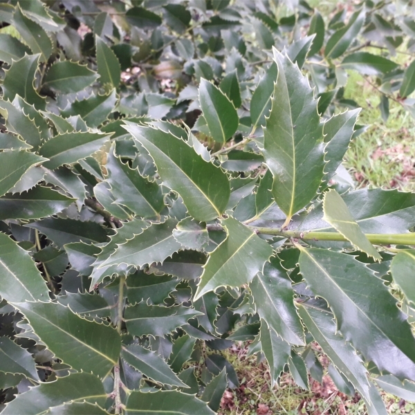 Houx à feuilles de Châtaignier