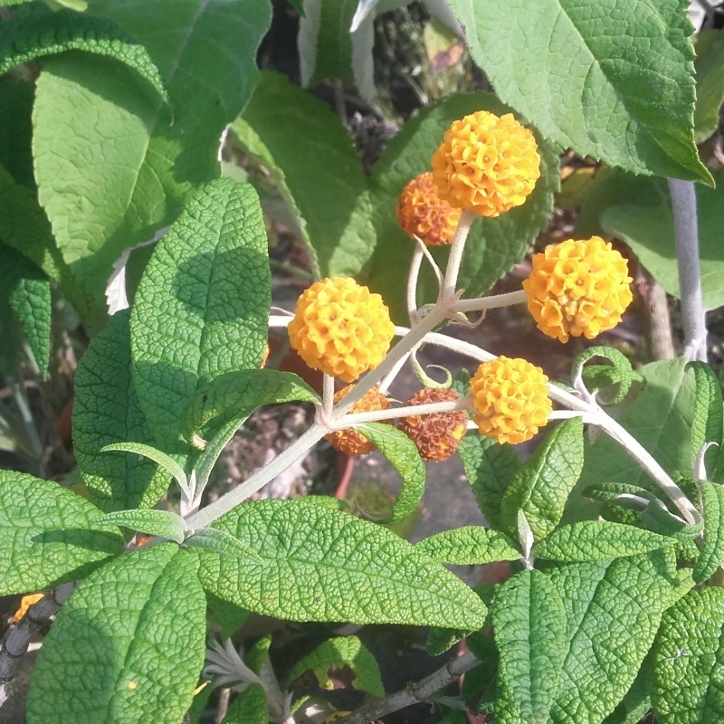 Arbre aux papillons globuleux