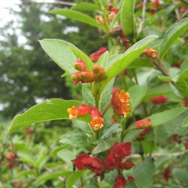 Chèvrefeuille involucré Ledebourii