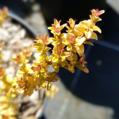 Chèvrefeuille à feuilles de buis Baggesen's Gold