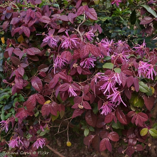 Loropetalum de Chine Fire Dance