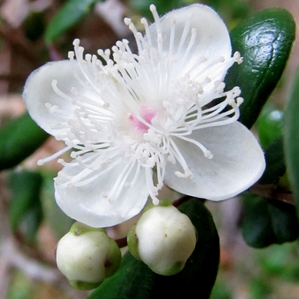 Myrte apiculata