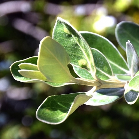 Olearia traversii