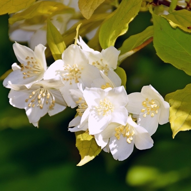 Seringat des jardins Doré