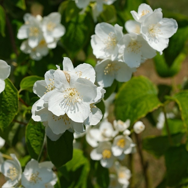 Seringat à grandes fleurs