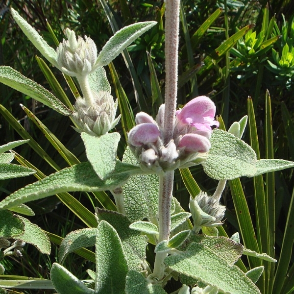 Sauge de Jérusalem Purpurea