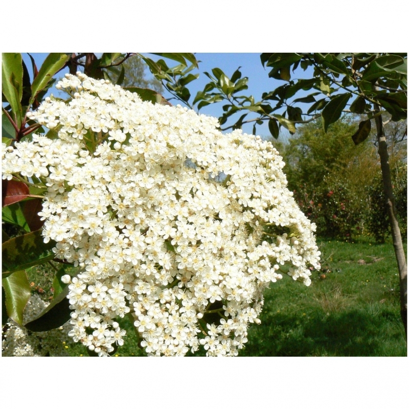 Photinia de Chine