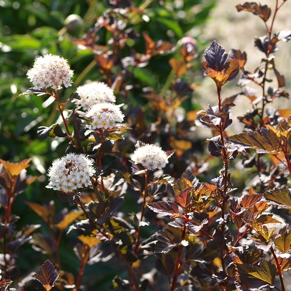 Physocarpe à feuilles d'Obier Diabolo