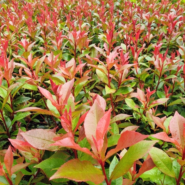 Photinia x fraseri Carré Rouge