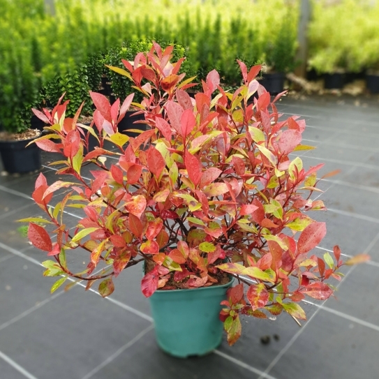 Photinia x fraseri Little Red Robin