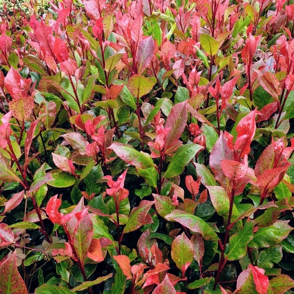 Photinia x fraseri Little Red Robin