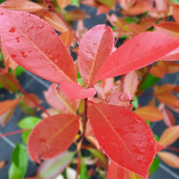 Photinia x fraseri Red Robin