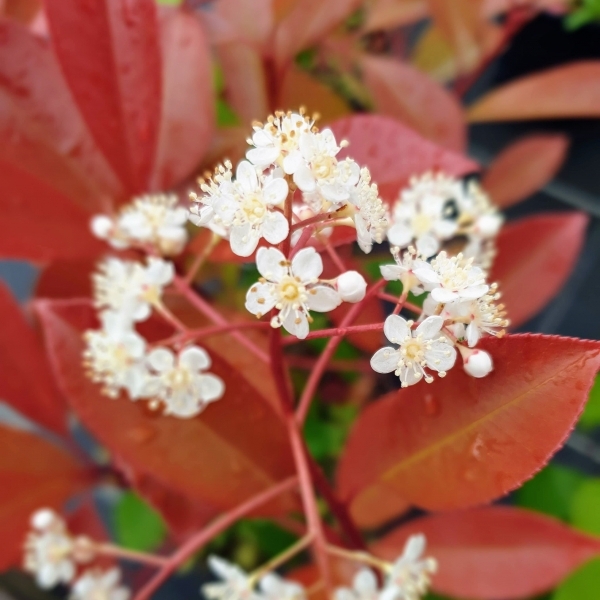 Photinia x fraseri Red Select