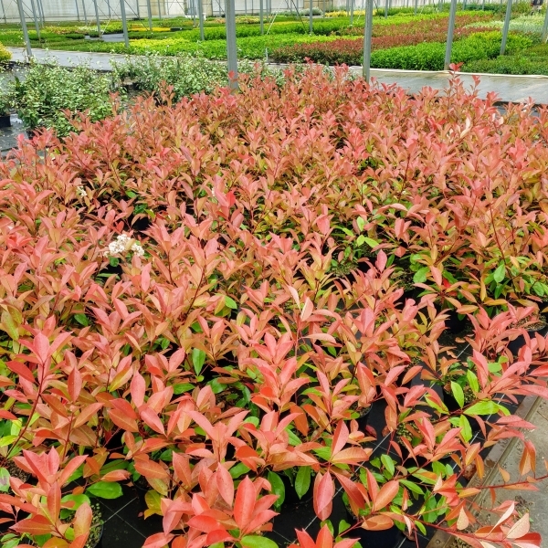 Photinia x fraseri Red Select