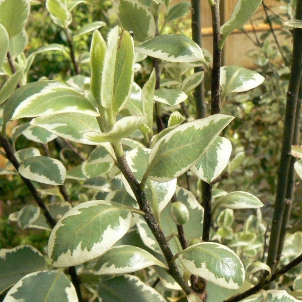 Pittospore à petites feuilles Garnettii