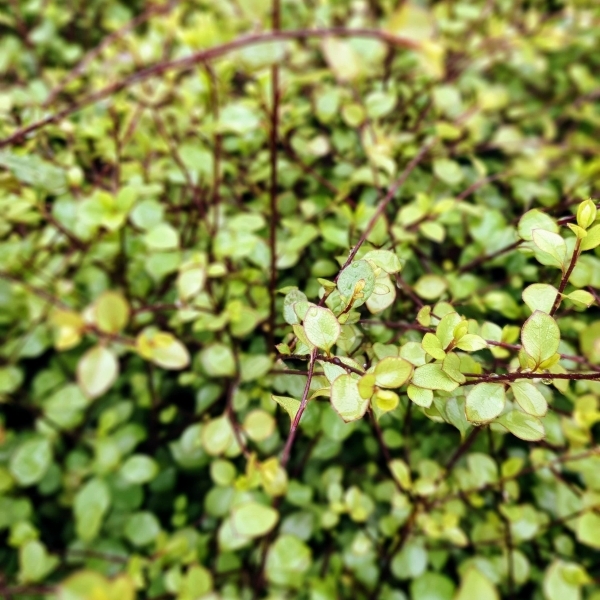 Pittospore à petites feuilles Green Elf