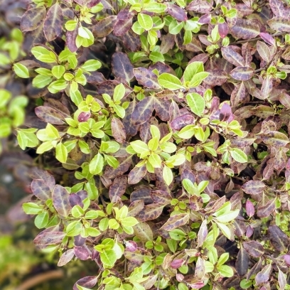 Pittospore à petites feuilles Purpureum