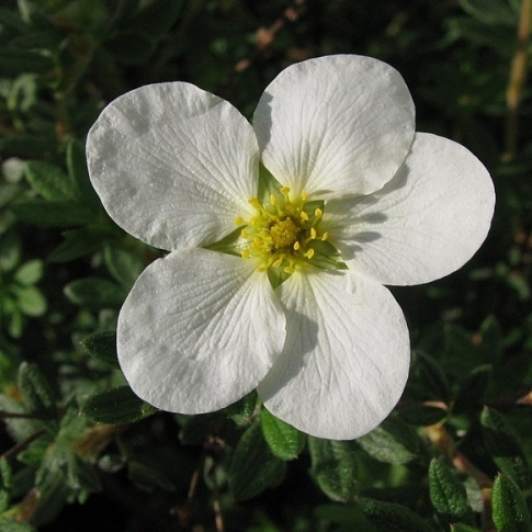 Potentille arbustive McKay's White