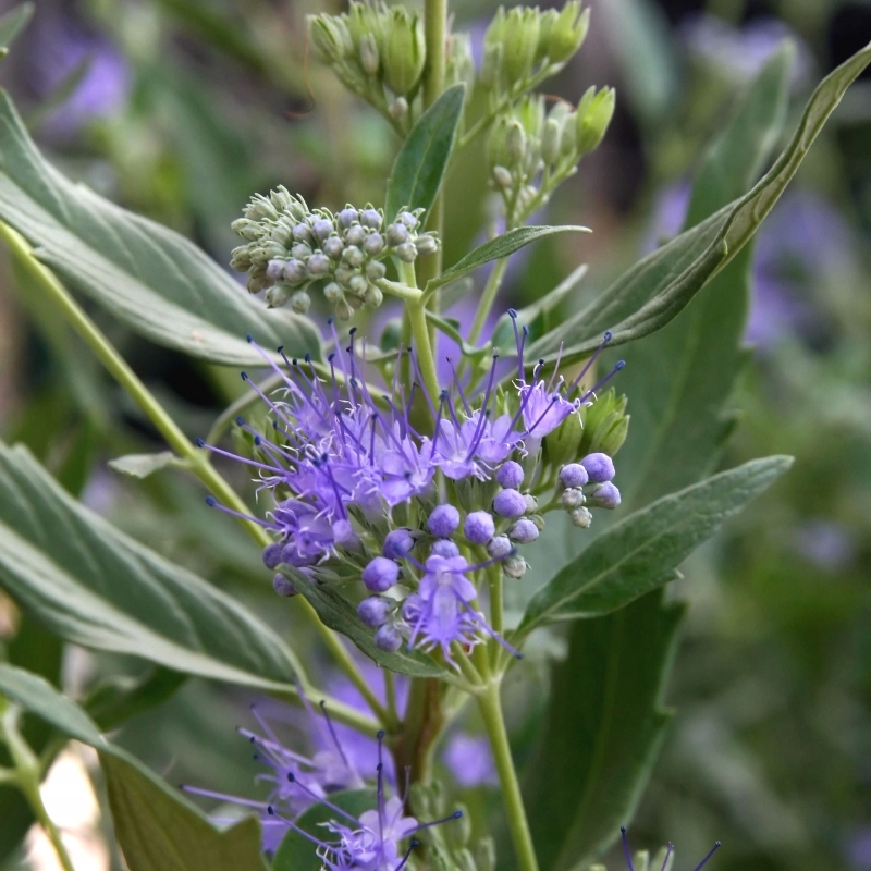 Barbe-bleue