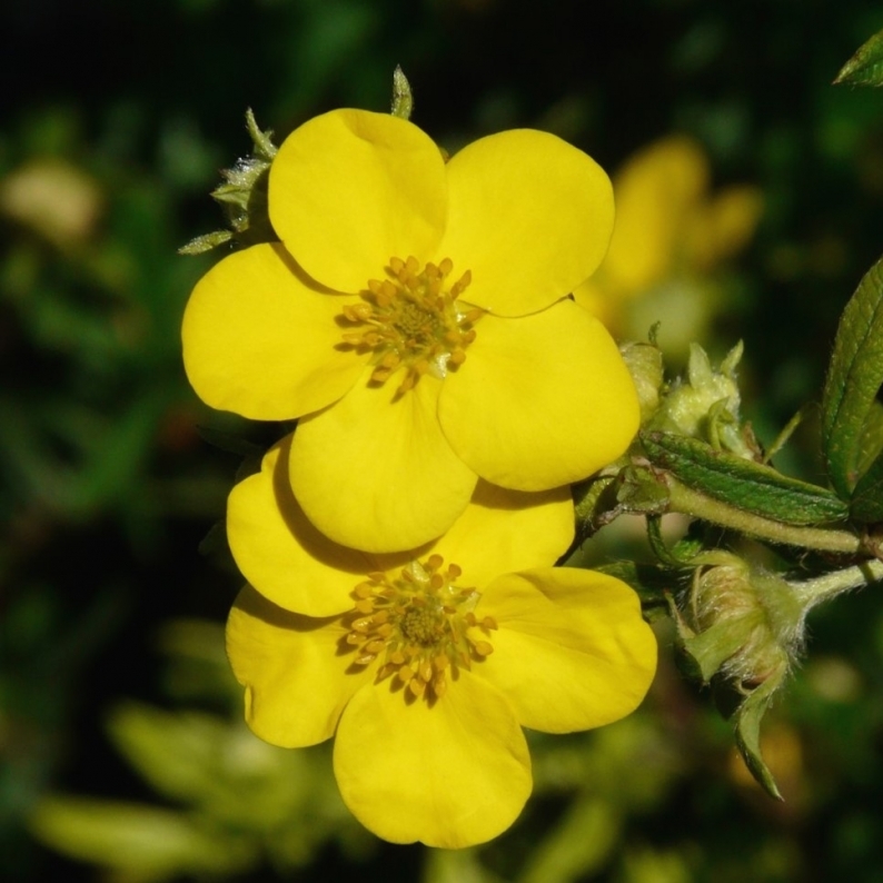 Potentille arbustive Sommerflor