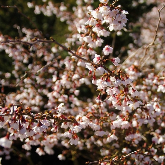 Cerisier à fleurs nain du Japon Kojo no Maï