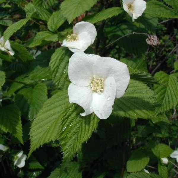 Rhodotypos scandens