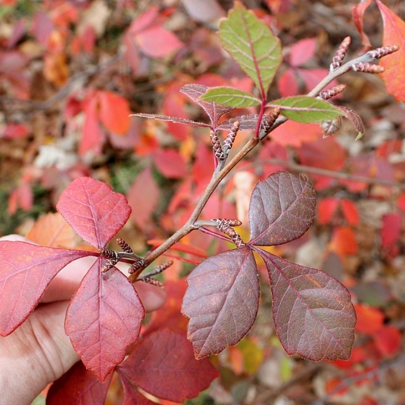 Sumac aromatique