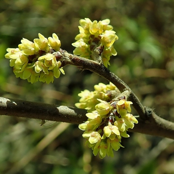 Sumac aromatique