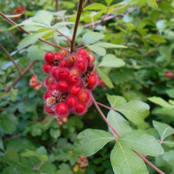 Sumac aromatique