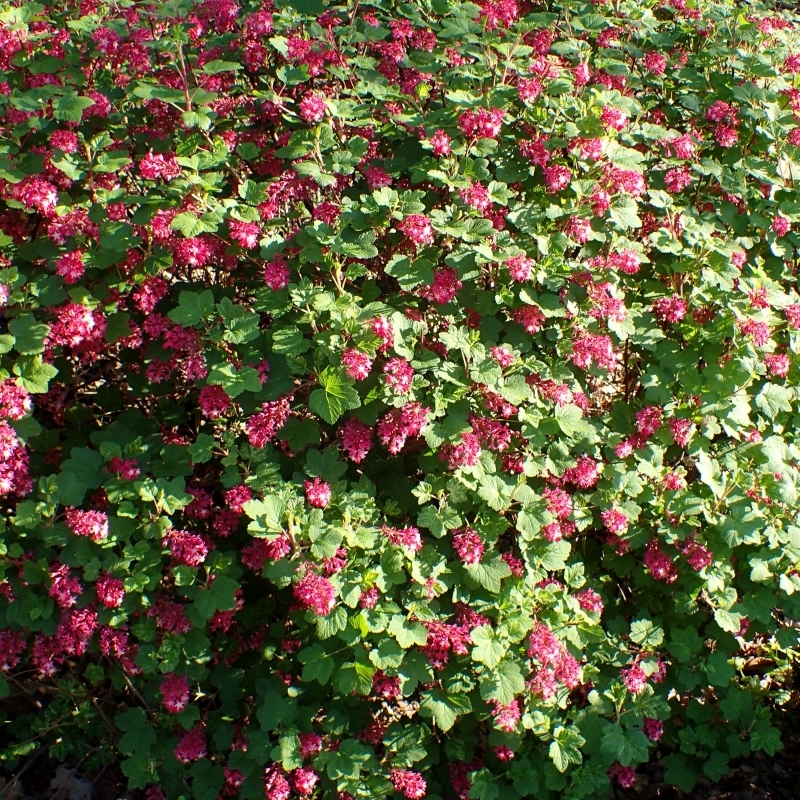 Groseillier à fleurs Pulborough Scarlet