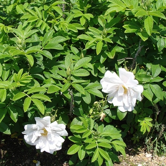 Rosier rugueux Blanc